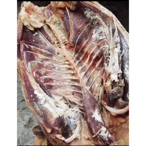 Kars Kazı (2.2-2.5 kg) – Doğal, Lezzetli ve Geleneksel Yöresel Lezzet Kars Kazı (2.2-2.5 kg) – Doğal, Lezzetli ve Geleneksel Yöresel Lezzet